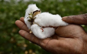 BT Cotton